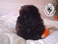 чау-чау Венди
