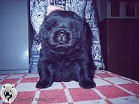 щенок чау-чау