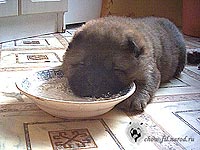 щенок чау-чау