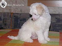 китайская хохлатая собака Стивен