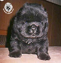 чау-чау Кора