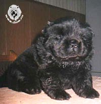 щенок чау-чау