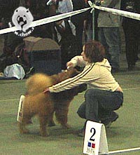 чау-чау Тема и Ирина на выставке АРТА2003