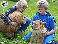 чау-чау