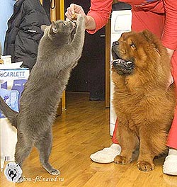 чау-чау
