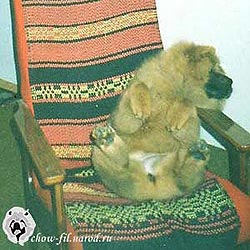 чау-чау