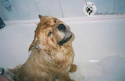 чау-чау