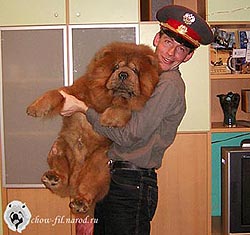 чау-чау